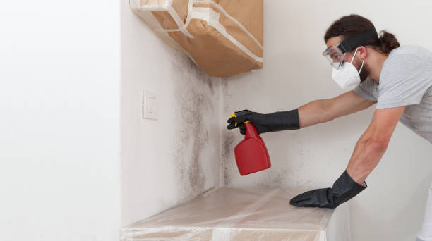 Basement Mold Remediation treatment on basement walls in Cherry Hill